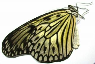F002 Butterflies: Idea Species? 85.  5mm A -