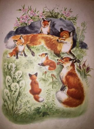 Vintage Red Fox Family By Phoebe Erickson Print Illustration 1948