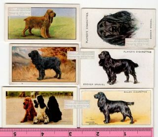 Cocker Spaniel Dogs 6 Different Vintage Ad Trade Cards 2nd