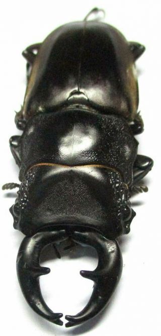 D036 Lucanidae: Prosopocoilus Lumawigi Male Teledonte 52.  5mm