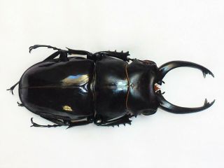 Odontolabis Siva Parryi Male Huge 80mm,  Lucanidae Taiwan