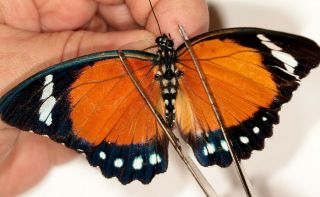 Nymphalidae Euphaedra Alacris ? Female From Cameroon