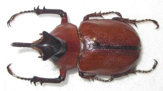 Dynastidae Golofa claviger Male A1 53mm (BOLIVIA) XXL 2