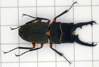 Leptinopterus Femoratus A1 Perfect 30,  02 Mm Big Pair / Coleoptera: Lucanidae