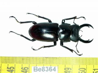 Dorcus Lucanidae Stag Beetle Real Insect Vietnam Be (8364)