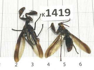 K1419 Unmounted Beetle Mantidae Vietnam Central
