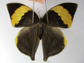 N10965.  Unmounted Butterflies: Nymphalidae Sp.  South Vietnam.  Dong Nai