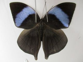 N10826.  Unmounted Butterflies: Nymphalidae Sp.  South Vietnam.  Dong Nai