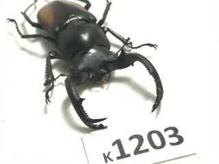 K1203 Unmounted Rare Beetle Lucanus Vietnam