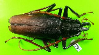 Cerambycidae Psalidognathus Antonkozlovi Male 56mm From Peru 779
