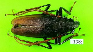 Cerambycidae Psalidognathus Antonkozlovi Male 49mm From Peru 138