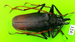 Cerambycidae Psalidognathus Antonkozlovi Male 47mm From Peru 124