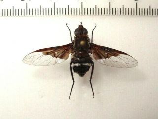 Diptera Large Fly Sp.  3,  South African Republic.  Large Rare 37 Mm.