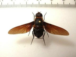 Diptera Large Fly Sp.  6,  Malaysia.  Large Rare 40 Mm.