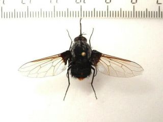 Diptera Large Fly Sp.  1,  South African Republic.  Large Rare 41 Mm.