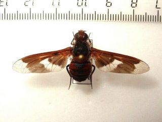Diptera Large Fly Sp.  2,  South African Republic.  Large Rare 46 Mm.
