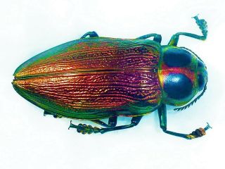 Euchroma Gigantea Male Huge 57mm,  Wonderful Color Peru