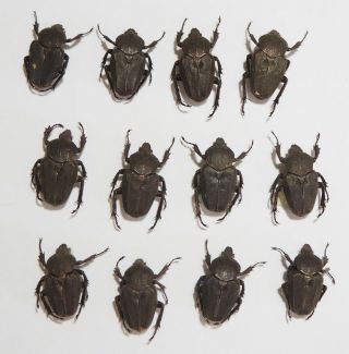Cetoniidae.  12 X Mycteristes Nishikawai.  (females).  West Kalimantan (53)