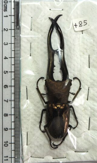 Lucanidae.  Cyclommatus Metallifer Finae.  86mm Peleng Is (10)