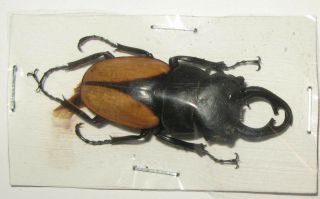 Odontolabis Micros Male 42mm (lucanidae)