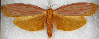 Insect/moth/ Erebus Ssp.  - Male 3.  5 "