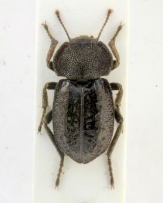 Coleoptera Beetles Tenebrionidae Asida Solieri Solieri