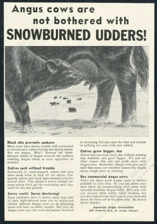1958 Black Angus Cattle Cow Calf Art American Angus Association Vintage Print Ad
