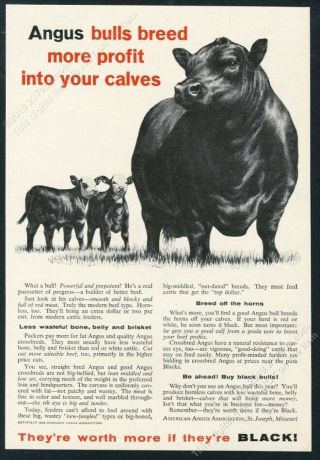 1963 Black Angus Cattle Cow Calf Calves Art American Angus Association Print Ad