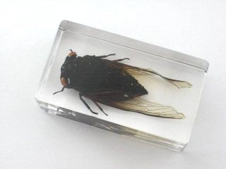 Real Insect Paper Weight,  Cicada,  Real Bug