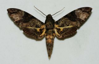 Sphingidae - Coelonia Fulvinotata - Male - Africa