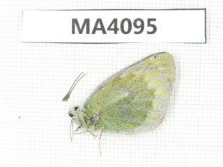 Butterfly.  Colias Sp.  China,  Gansu,  S Of Jiayuguan.  1f.  Ma4095.