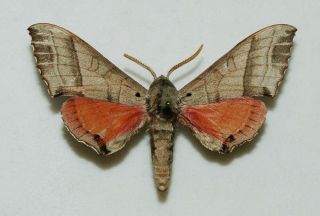 Sphingidae - Rufoclanis Rosea - Male - Africa