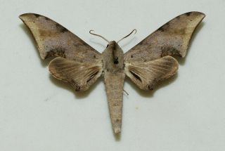 Sphingidae - Polyptychus Retustus - Male - Africa