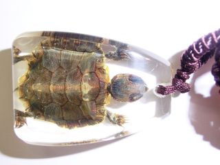 Turtle Large Necklace Red - Eared Slider Turtle Specimen In Clear Lucite