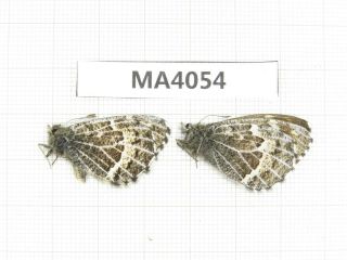 Butterfly.  Satyridae Sp.  China,  Gansu,  S Of Jiayuguan.  2m.  Ma4054.