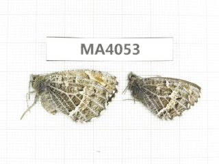 Butterfly.  Satyridae Sp.  China,  Gansu,  S Of Jiayuguan.  1p.  Ma4053.
