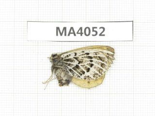Butterfly.  Satyridae Sp.  China,  Gansu,  S Of Jiayuguan.  1f.  Ma4052.