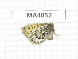 Butterfly.  Satyridae sp.  China,  Gansu,  S of Jiayuguan.  1F.  MA4052. 2