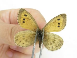 Butterfly.  Satyridae sp.  China,  Gansu,  S of Jiayuguan.  1F.  MA4052. 3