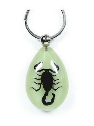 Black Scorpion Keychain Ring Glow In Dark Real Insect Key Chain Keyring