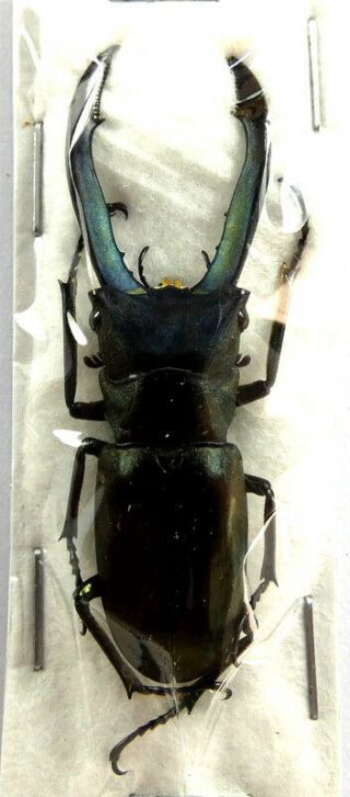 Beetles,  (s1412),  Lucanidae,  Cyclommatus Metalifer Finae,  Blue,  Male