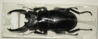 Odontolabis Dalmanni Celebensis Male 82mm (lucanidae)