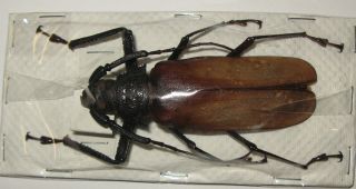 Macrotoma Pascoei 78mm (cerambycidae)