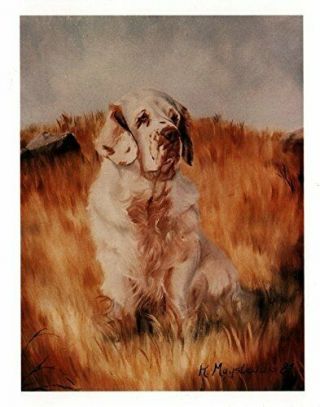Clumber Spaniel In Field Notecards 6 Note Cards 6 Envelopes By Ruth Maystead