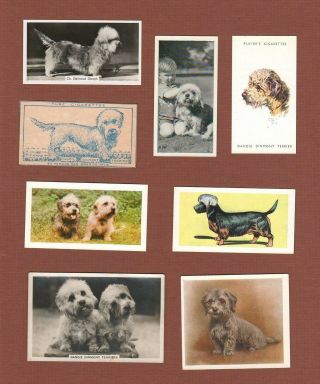 Dandie Dinmont Dog Cigarette Trade Cards Set Of 8