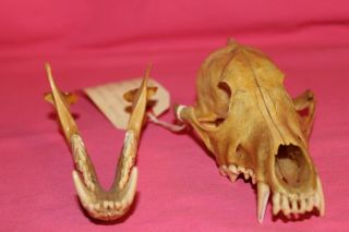Western Coyote Taxidermy Skull 7 Inch Huge Great Teeth Saugus Ca.  1974