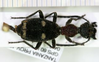 Carabidae,  Tanzania Iii