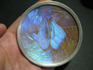 Vintage Iridescent Blue Morpho Butterfly Wing Plate Dish 3 1/2” Wall Art Brazil