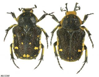 Coleoptera Cetoniinae Goliathopsis Duponti Thailand Pair 11mm/13mm