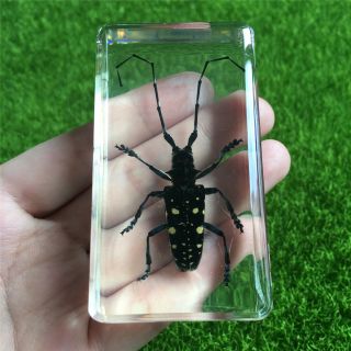 Asian Spotted Longhorn Beetle（anoplophora Chinensis）clear Learning Specimen